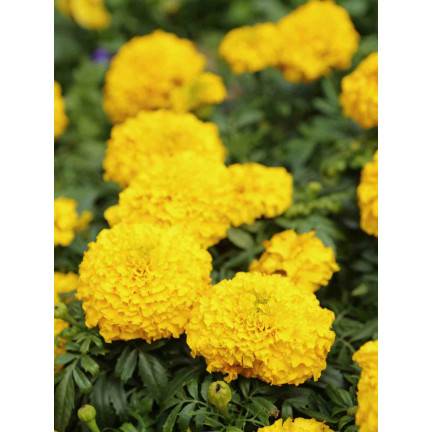 Großblütige Tagetes „Moonlight“, Tagetes-Samen, essbare Blüten, 1 g