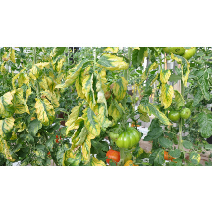 SUM40 Help Plant Eisen (Fe) 20 ml, Blattdünger, beugt physiologischen Erkrankungen und Wachstumshemmungen vor