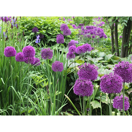 CEB23 GIGANT ORNATIVE TREE OF CANDLES alium PURPLE RAIN 5pcs 12/14