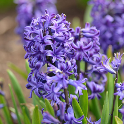 Hyazinthe „Blue Pearl“, Blumenzwiebeln, Hyazinthenzwiebeln, Größe 14/15, 5 Stück