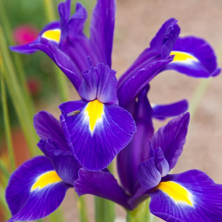Holländische Iris „Purple Sensation“, Blumenzwiebeln, Größe 6/7, 50 Stück