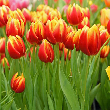 Tulpe „Dow Jones“, Tulpenzwiebeln, Blumenzwiebeln, Größe 9/10, 50 Stück 