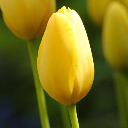 Muscadet-Tulpe, Tulpenzwiebeln, Blumenzwiebeln, Größe 10/11, 50 Stück
