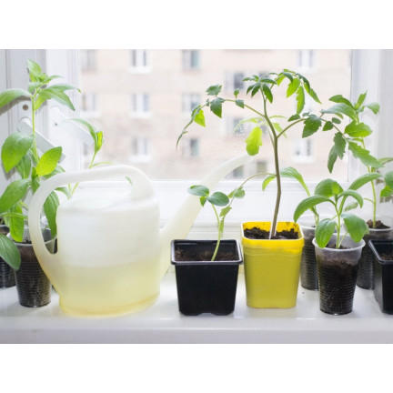 SUM28 SUMIN Multiroots Bewurzelungsmittel für Stecklinge und Zwiebeln von Zierpflanzen 100 ml