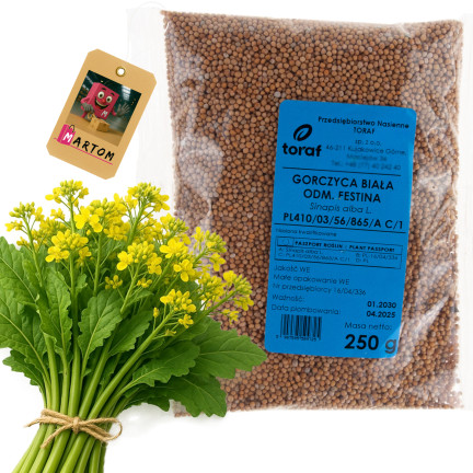 Z9725 WEISSER SENF FÜR ZWISCHENFRÜCHTE FESTINA 250G