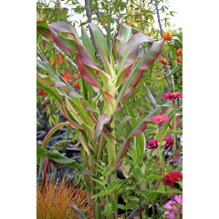 R2141 ORNAMENTAL TRUSCUMBER Samen Strauß Dekoration getrocknet Girlanden 2g