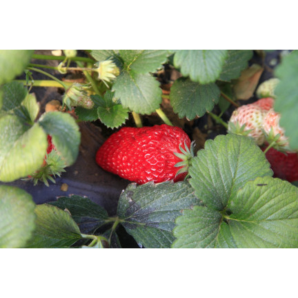 Organischer Dünger für Erdbeeren und Himbeeren, natürlich, BIO, Granulat, Biovita, 3 kg