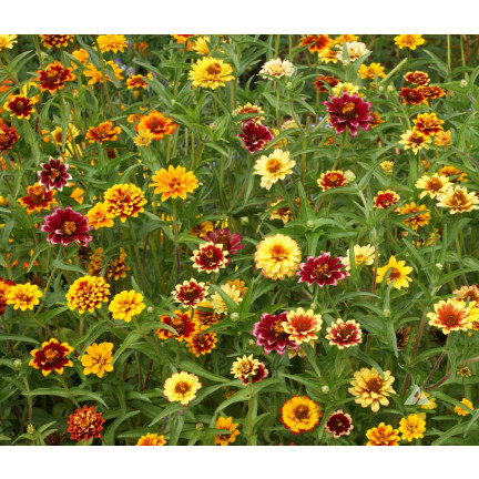 R2069 PERSIAN CYNIA SEEDS MIX COLOURFUL FLOWERS für Schnittblumen