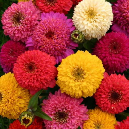 R0487 DALY BLEND 1 GRAM Schnittblumensamen für den Garten