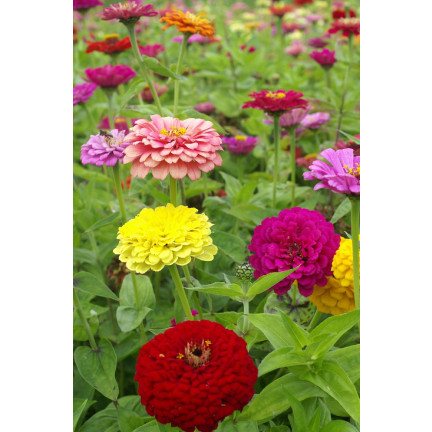 R0487 DALY BLEND 1 GRAM Schnittblumensamen für den Garten