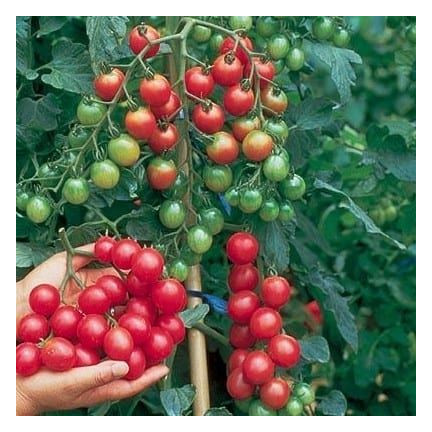 W1169 KIRSCHTOMATE GARTENPERLE SAMEN KIRSCHTOMATE 0,3G