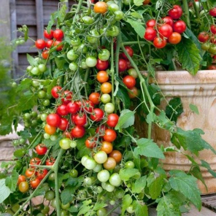 W1169 KIRSCHTOMATE GARTENPERLE SAMEN KIRSCHTOMATE 0,3G