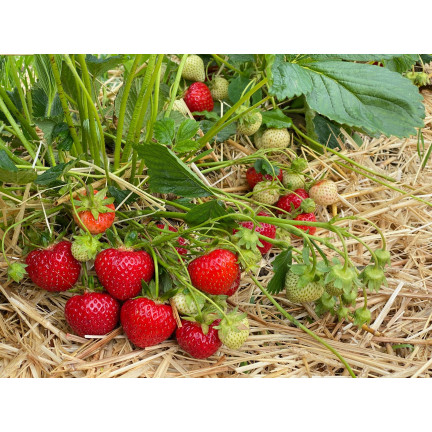 Organischer Dünger für Erdbeeren und Himbeeren, natürlich, BIO, Granulat, Biovita, 3 kg